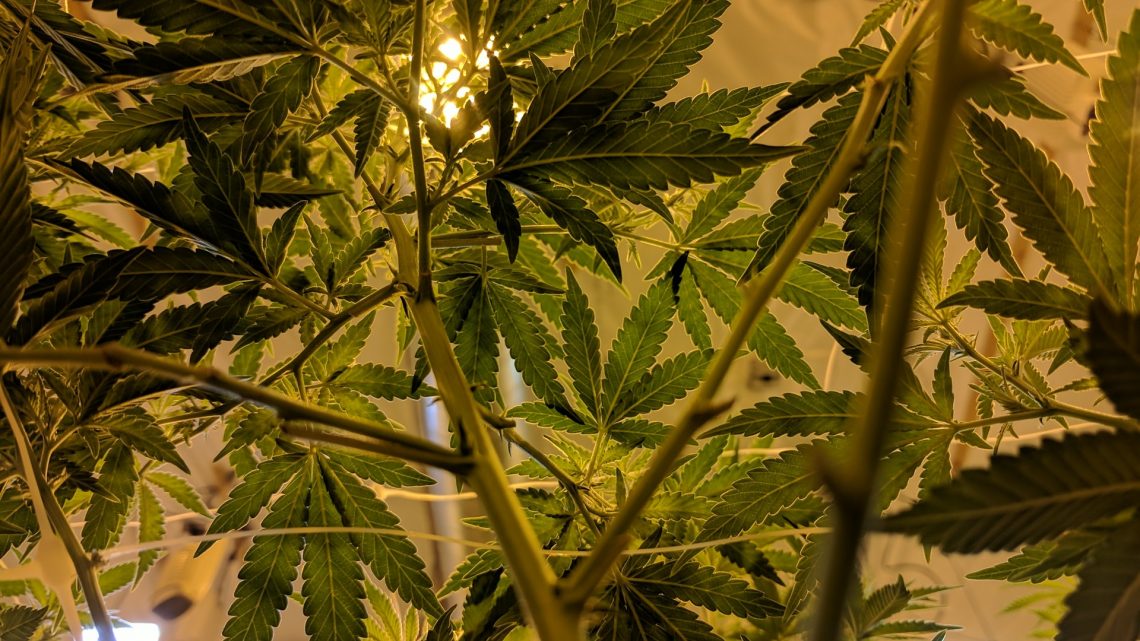 indoor cannabis garden