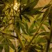 indoor cannabis garden